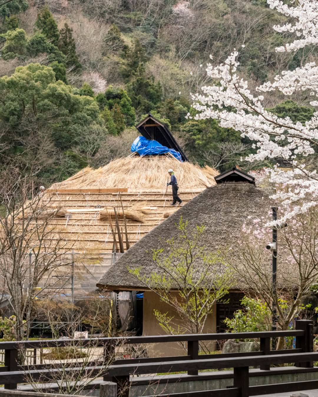 Re-Thatching the Roof at Oryori Kayanoya Dining After 20 Years (Part 2)