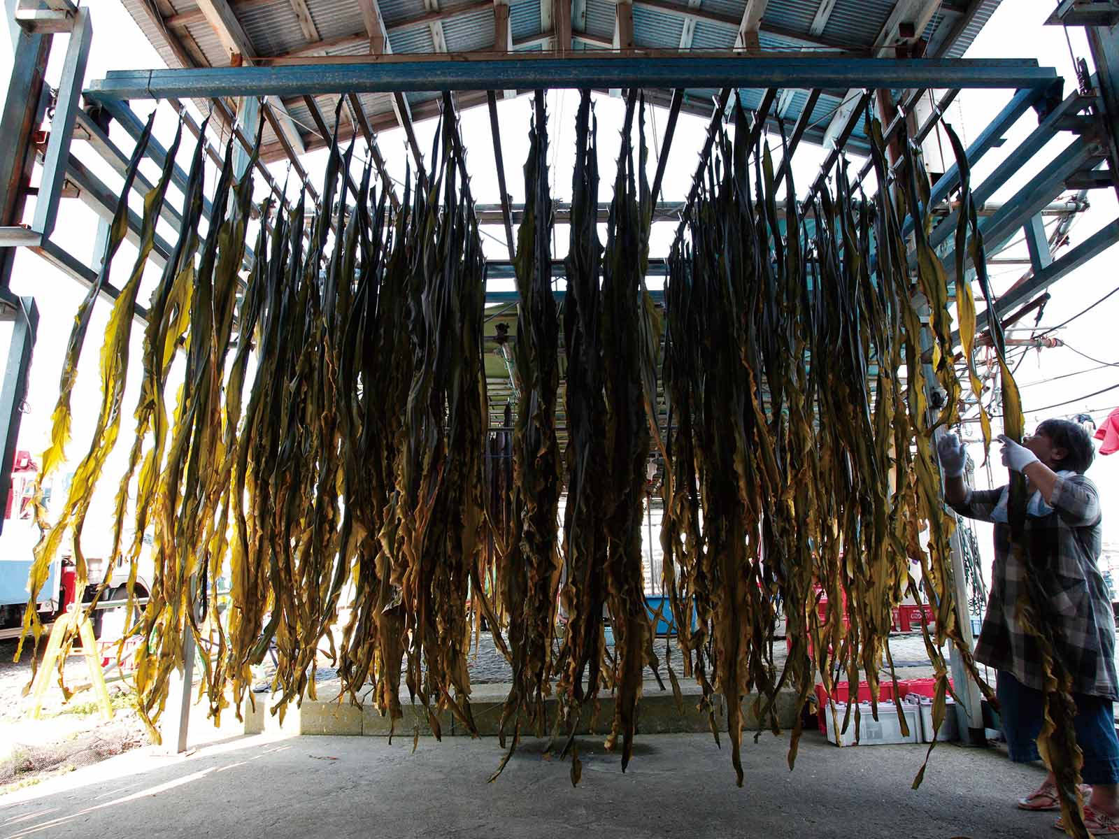 Long strips of seaweed hang from metal racks to dry under a roofed structure, while a person on the right arranges or checks the seaweed. Bright daylight casts strong shadows beneath the hanging seaweed.