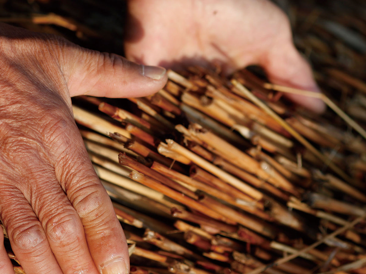 Two hands are gently holding a bundle of dry, brown reeds or sticks, with visible textures on the skin and the plant material. The scene suggests harvesting or gathering natural materials.