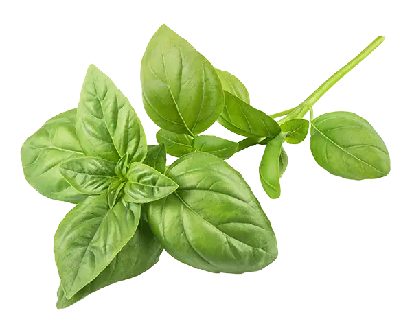 Basil