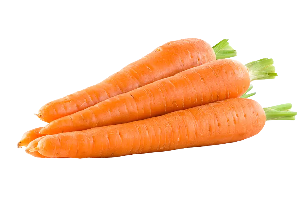 Carrot