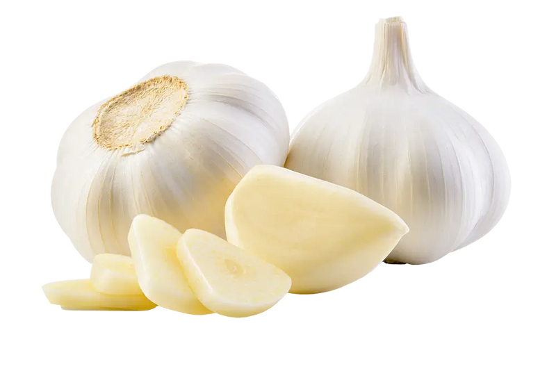 Garlic
