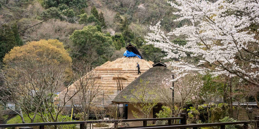 Re-Thatching the Roof at Oryori Kayanoya Dining After 20 Years (Part 2)