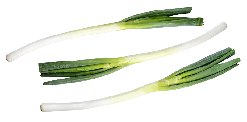 Japanese Leek