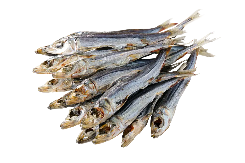 Round Herring  (Urume Iwashi)