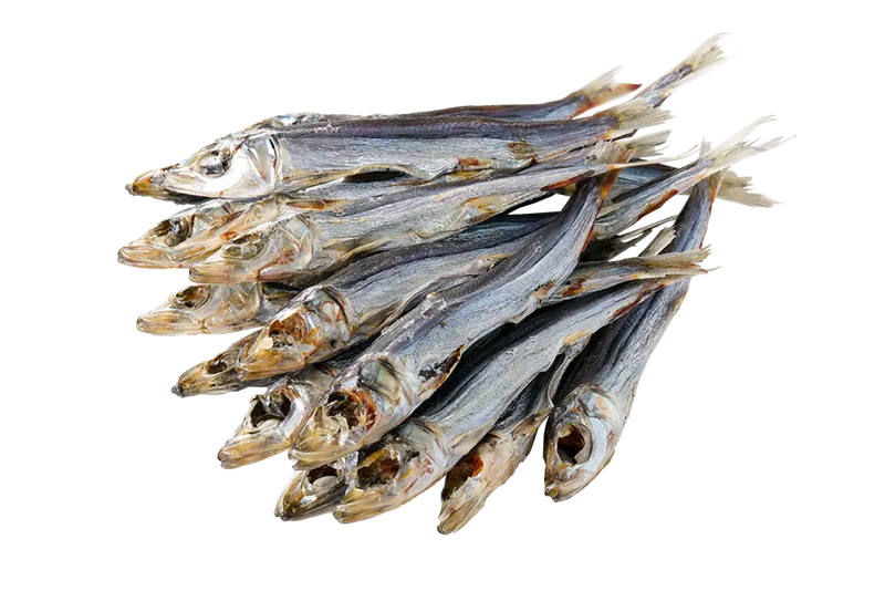 Round Herring  (Urume Iwashi)