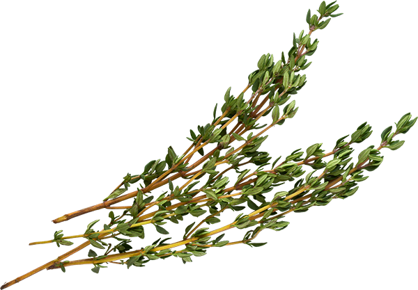 Thyme