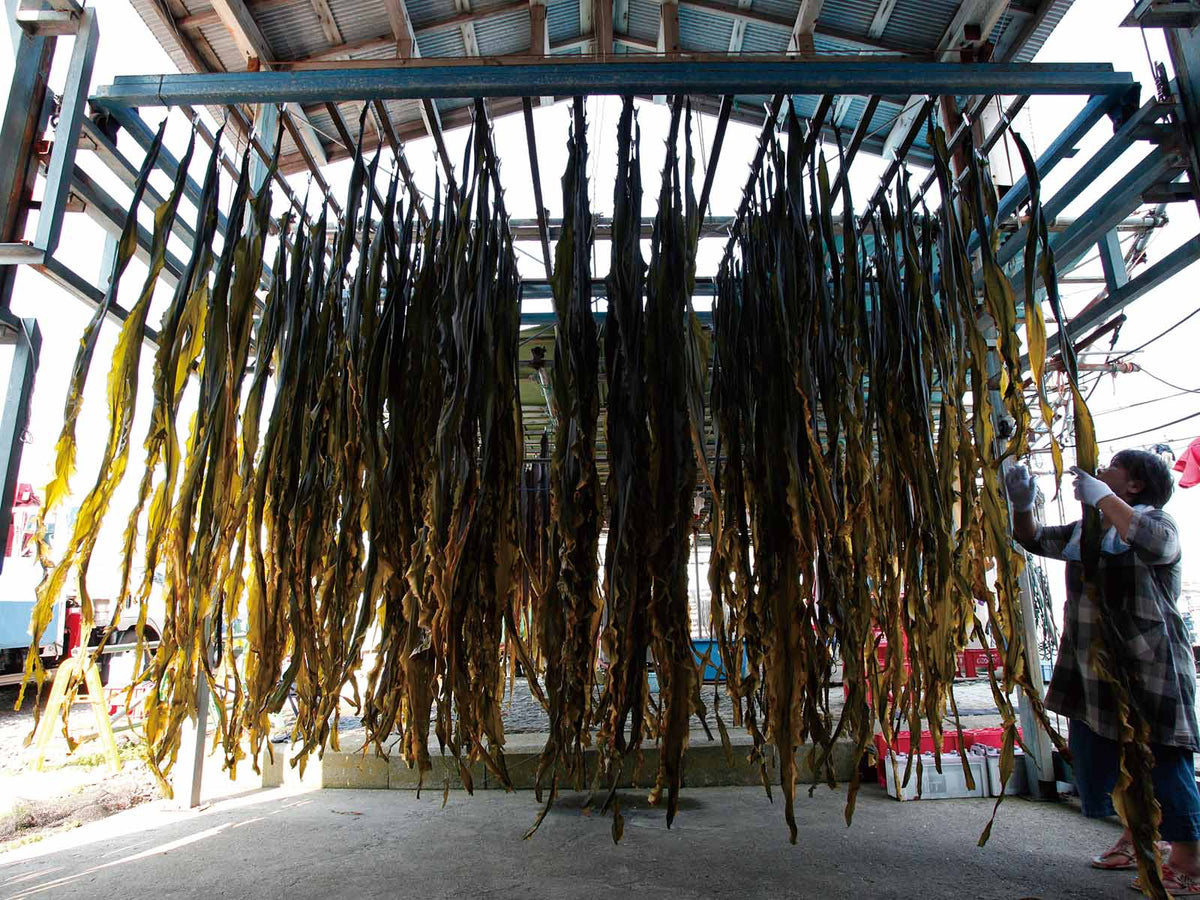 Long strips of seaweed hang from metal racks to dry under a roofed structure, while a person on the right arranges or checks the seaweed. Bright daylight casts strong shadows beneath the hanging seaweed.