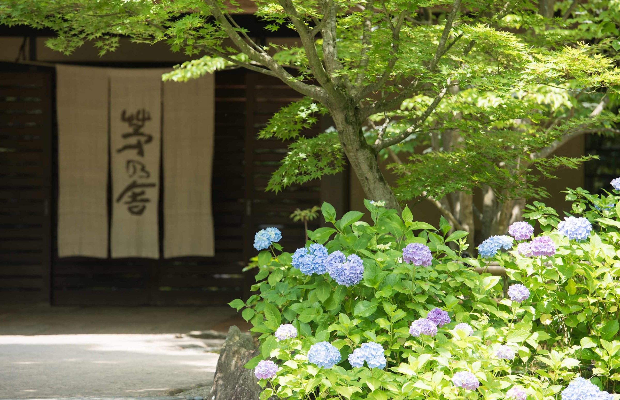 A Japanese garden with blooming blue and purple hydrangeas in the foreground, a leafy tree, and a building in the background featuring a traditional fabric curtain with Japanese calligraphy.