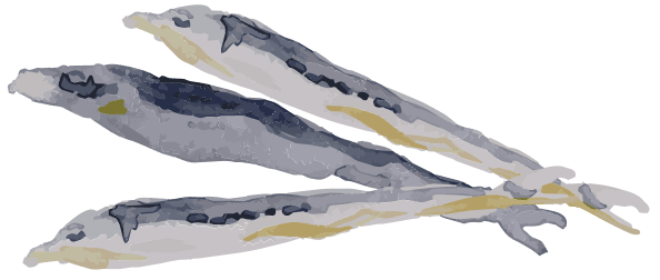 Three fish with elongated bodies and silvery-gray coloration are positioned parallel to each other on a plain background. The fish have subtle yellow and dark blue markings along their bodies.